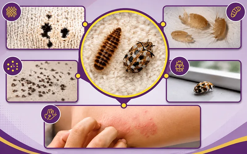 Signs You Have a Carpet Beetle Infestation
